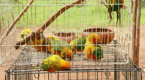 Doğada renkli papağan