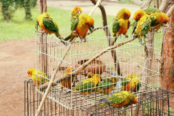 Doğada renkli papağan