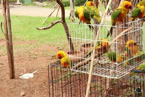 Красочный попугай в природе — стоковое фото