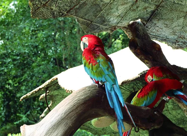 Loro guacamayo en la naturaleza —  Fotos de Stock