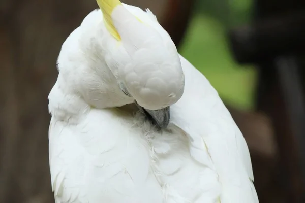 Loro guacamayo en la naturaleza —  Fotos de Stock