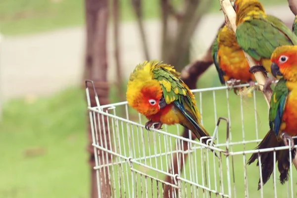 Doğada renkli papağan