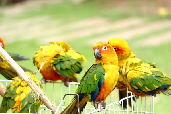 Doğada renkli papağan