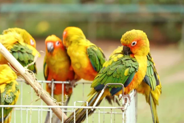 Papagaio colorido na natureza — Fotografia de Stock