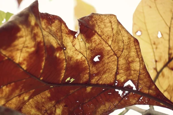 말린된 잎 배경 텍스처 — 스톡 사진