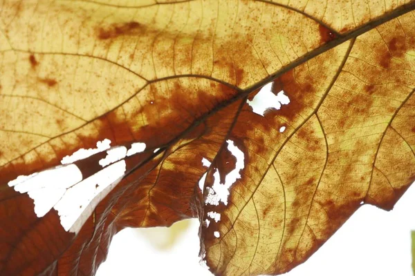 Kurutulmuş yaprakları arka plan dokusu — Stok fotoğraf