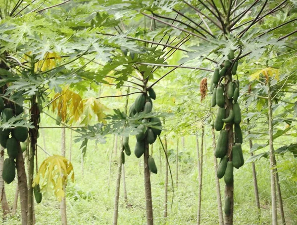 Árbol de papaya en la naturaleza — Foto de Stock