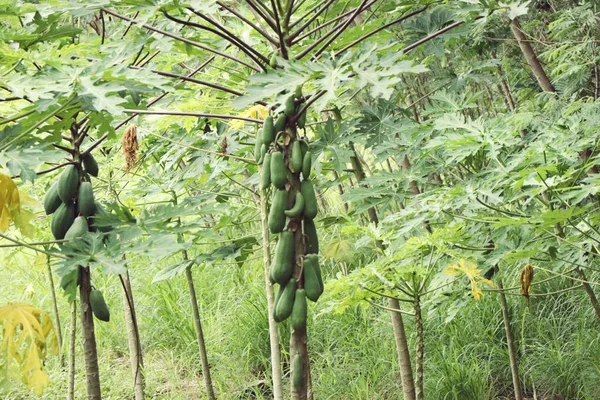 Papaya drzewo w przyrodzie — Zdjęcie stockowe