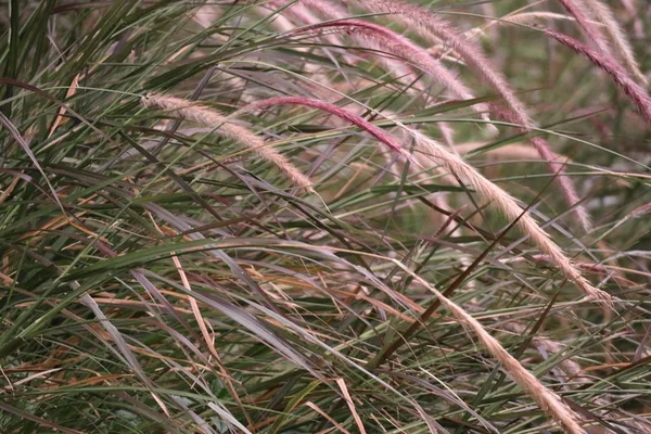Květ trávy v přírodě — Stock fotografie