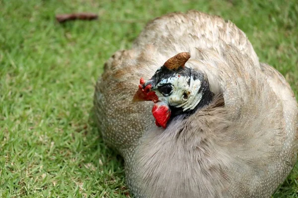 Chicken cock in nature — Stock Photo, Image