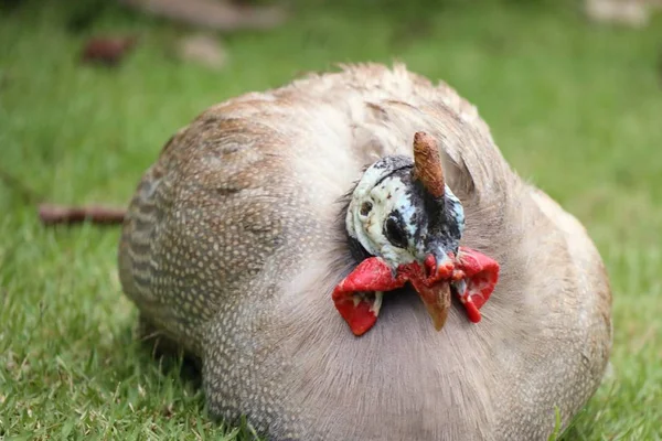 Pollo polla en la naturaleza —  Fotos de Stock