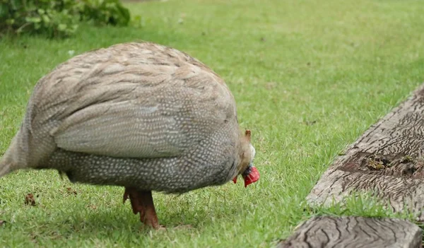 Kogut kurczak w przyrodzie — Zdjęcie stockowe