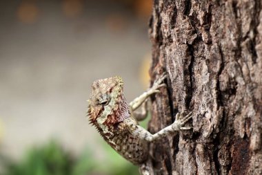 Bukalemun kertenkele doğada