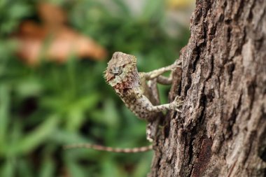 Bukalemun kertenkele doğada