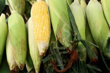 Markette taze Mısır