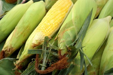 Markette taze Mısır