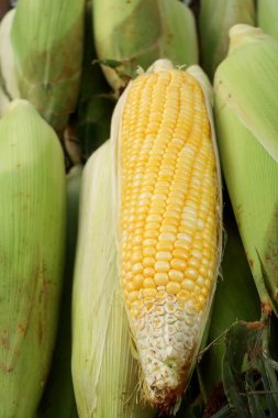 Markette taze Mısır