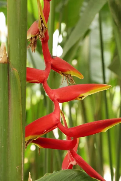 Doğadaki Heliconia çiçekler