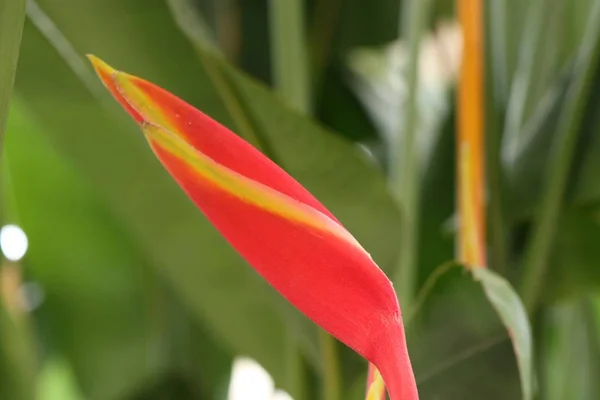 Heliconia flowers in nature — Stock Photo, Image