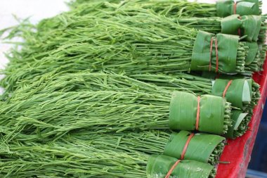 Akasya pennata Market