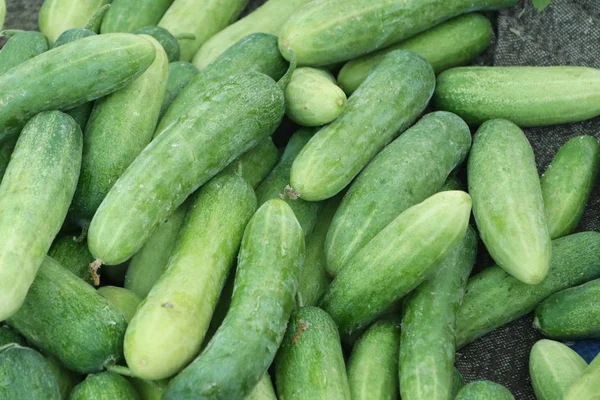 Pepino no mercado — Fotografia de Stock