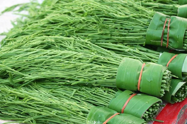 Akasya pennata Market