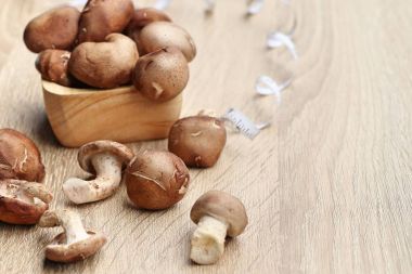 taze ganoderma Lucidium mantar