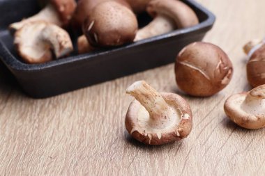 taze ganoderma Lucidium mantar