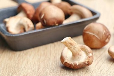 taze ganoderma Lucidium mantar