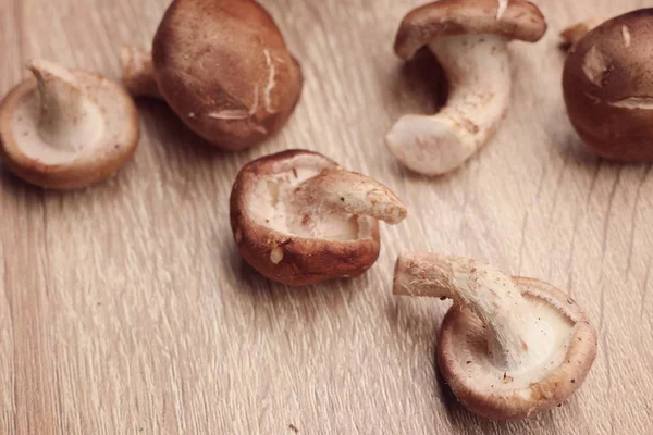 신선한 ganoderma lucidum 버섯 — 스톡 사진