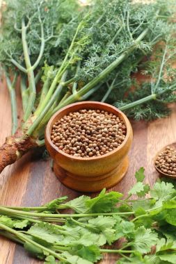 kişniş yaprakları ile tohum