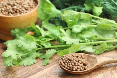 kişniş yaprakları ile tohum