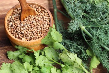 kişniş yaprakları ile tohum