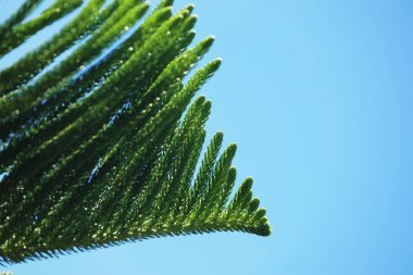 doğada çam yaprakları