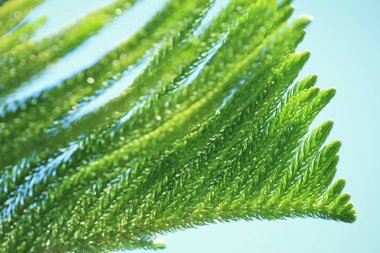 doğada çam yaprakları