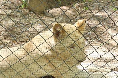 Hayvanat bahçesindeki papağan