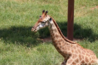 Hayvanat bahçesindeki papağan