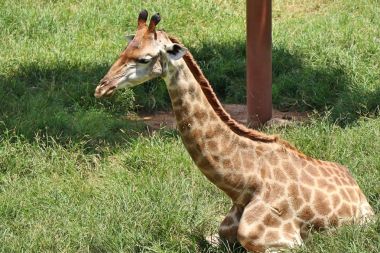 Hayvanat bahçesindeki papağan