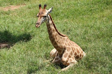 Hayvanat bahçesindeki papağan