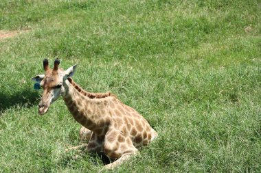 Hayvanat bahçesindeki papağan