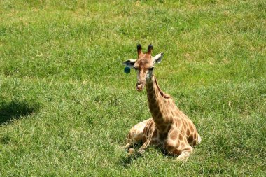 Hayvanat bahçesindeki papağan