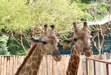 Hayvanat bahçesindeki papağan