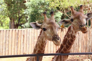 Hayvanat bahçesindeki papağan