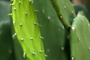 Hayvanat bahçesindeki papağan