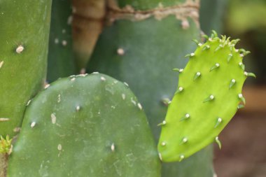 Hayvanat bahçesindeki papağan