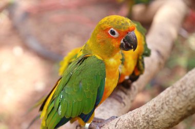 Hayvanat bahçesindeki papağan