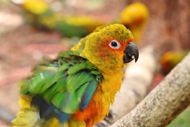 Hayvanat bahçesindeki papağan