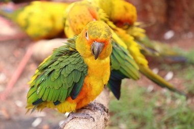 Hayvanat bahçesindeki papağan