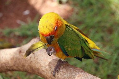 Hayvanat bahçesindeki papağan