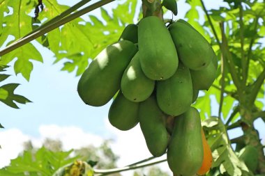 Hayvanat bahçesindeki papağan